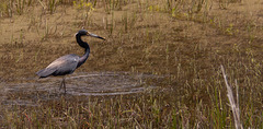 Tricolored Heron