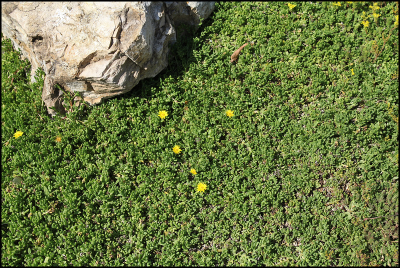 Delosperma nubigenum (2)