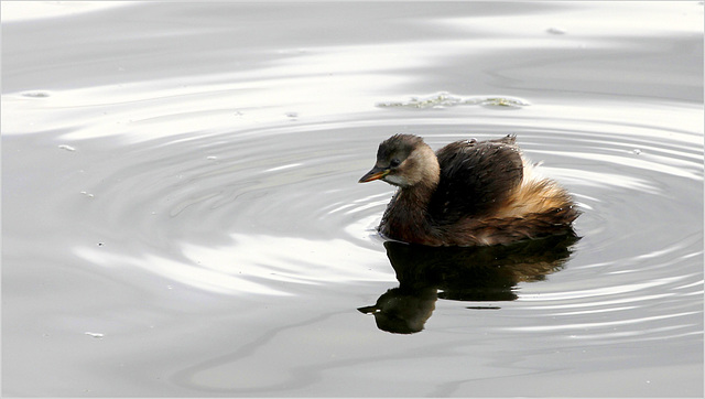 Les ronds dans l'eau...