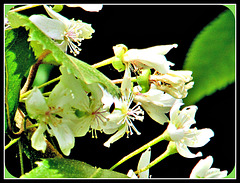 White Flowers.