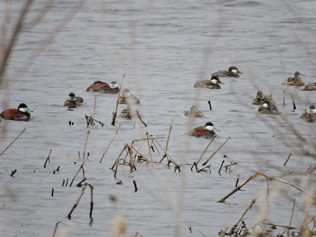 Ruddy Ducks