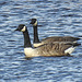 20180407 3661CPw [D~AUR] Kanadagans, Großes Meer, Bedekaspel
