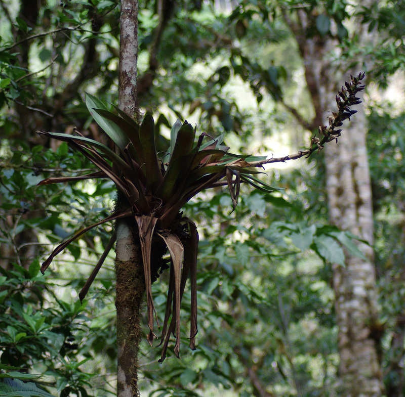 Bromeliad