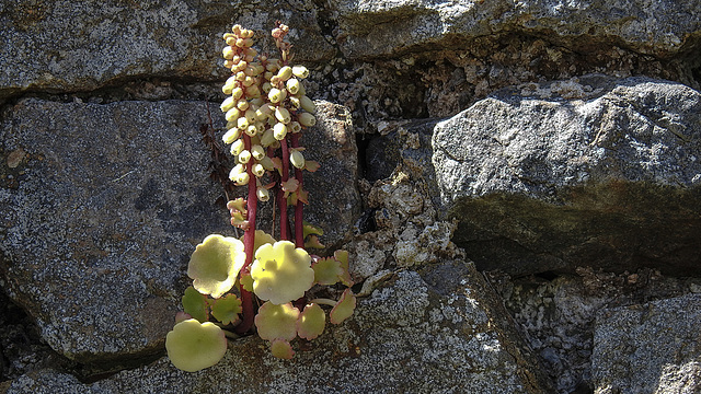 20190609 4885CPw [R~GB] Venusnabel (Umbilicus rupestris), Deer Park, Pembrokeshire, Wales