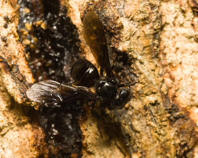 IMG 0218 stingless bee