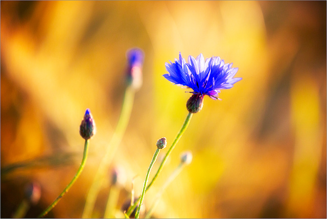 Das Blau und das Gelb