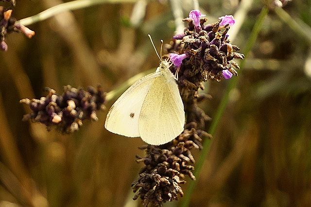 Pieris rapae auf Lavendel