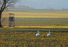 Drei im Feld