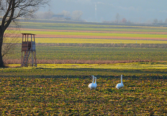 Drei im Feld