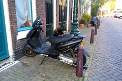 Moped cat