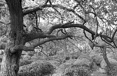 Branches and foliage