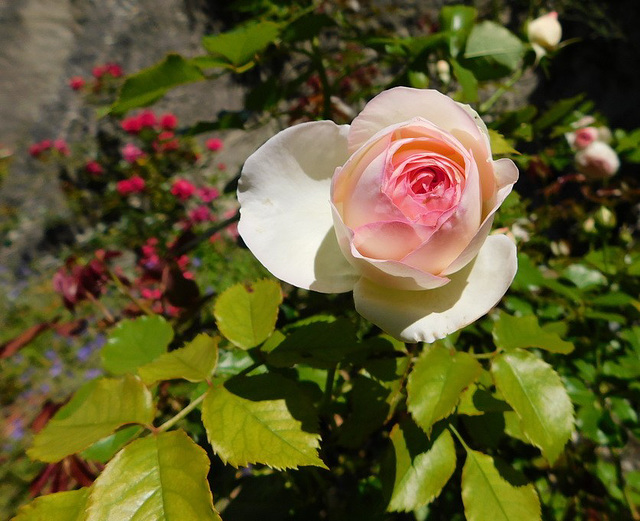 Pour une belle semaine !