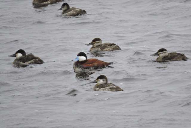 Ruddy Ducks