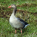 20180407 3662CPw [D~AUR] Graugans, Großes Meer, Bedekaspel