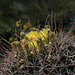 California Barrel Cactus