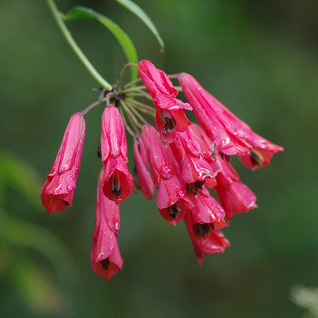 <i>Bomarea costaricensis</i>