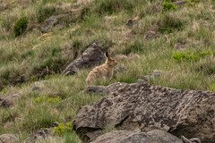 Mountain Hare