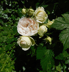 Des roses pour vous...