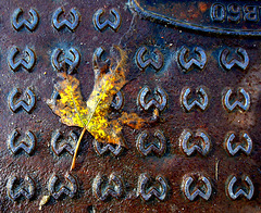 leaf on the manhole cover