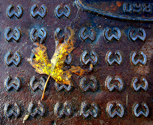 leaf on the manhole cover