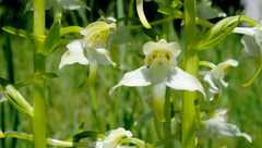 LaPlatanthère à fleurs verdâtres...