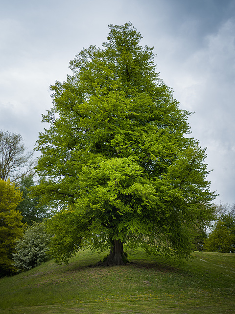 Linden tree