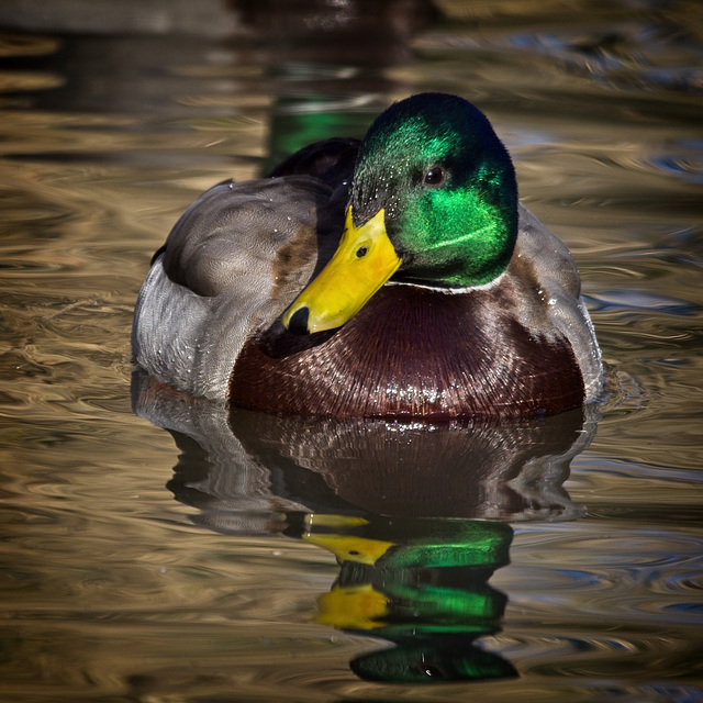 Mallard