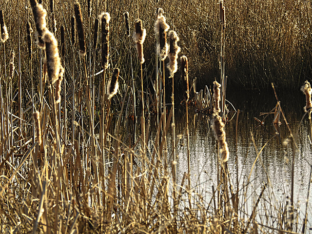 20210224 9964CPw [D~MI] Rohrkolben (Typha latifolia), Großes Torfmoor, Hille