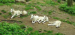 20210709 1495CPw [D~OS] Hudson Bay Wolf, Zoo Osnabrück