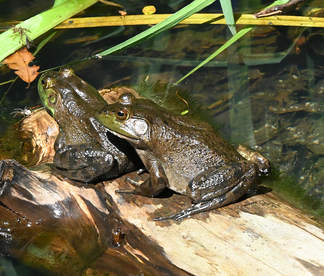 frogs on a log aug 2022 st bruno DSC 5284