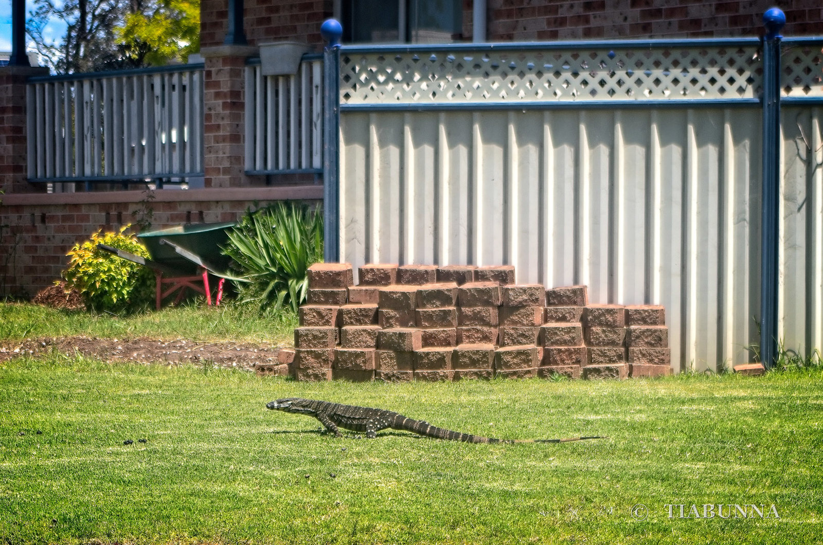 Wandering Goanna