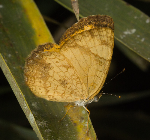 IMG 0235 butterfly-2