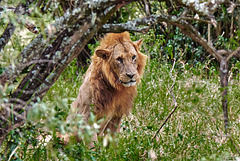 Löwe im Lake-Nakuru-Nationalpark