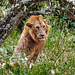 Löwe im Lake-Nakuru-Nationalpark