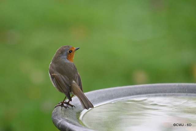 The orchard robin