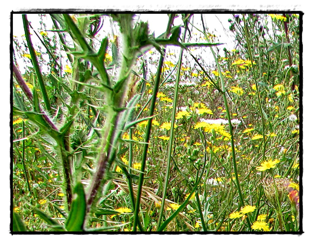 Ground Cover.