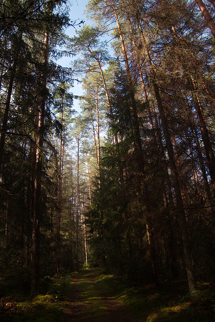 Białowieża