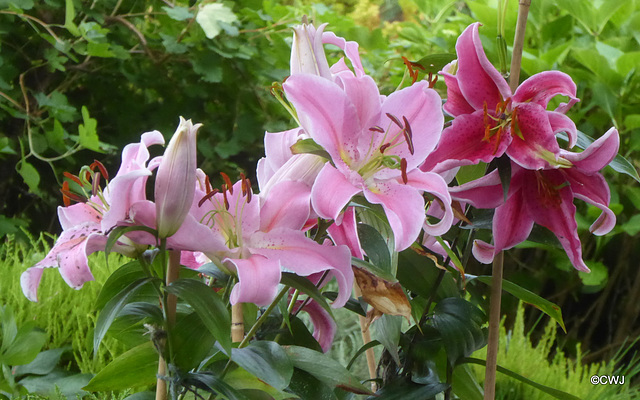 Garden Lilies in bloom