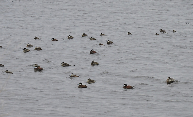 Ruddy Ducks