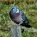 20180407 3663CPw [D~AUR] Ringeltaube, Großes Meer, Bedekaspel