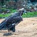 European vulture