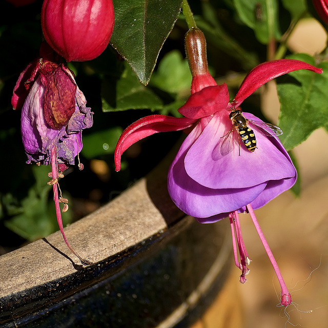 Hover Fly on Fuchsia