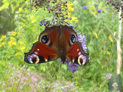 Peacock butterfly