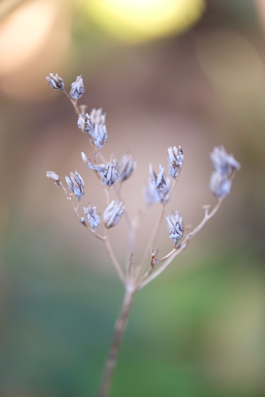 DSCF9088