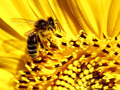 Biene auf Sonnenblumenblüte