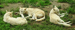 20210709 1496CPw [D~OS] Hudson Bay Wolf, Zoo Osnabrück