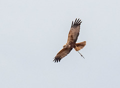 Marsh harrier with some nesting material