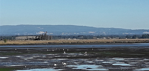 Flamingos on Aveiro Ria.