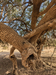 Auprès de mon arbre # 3 Auprès de mon arbre # 3