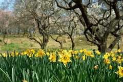 Daffodils